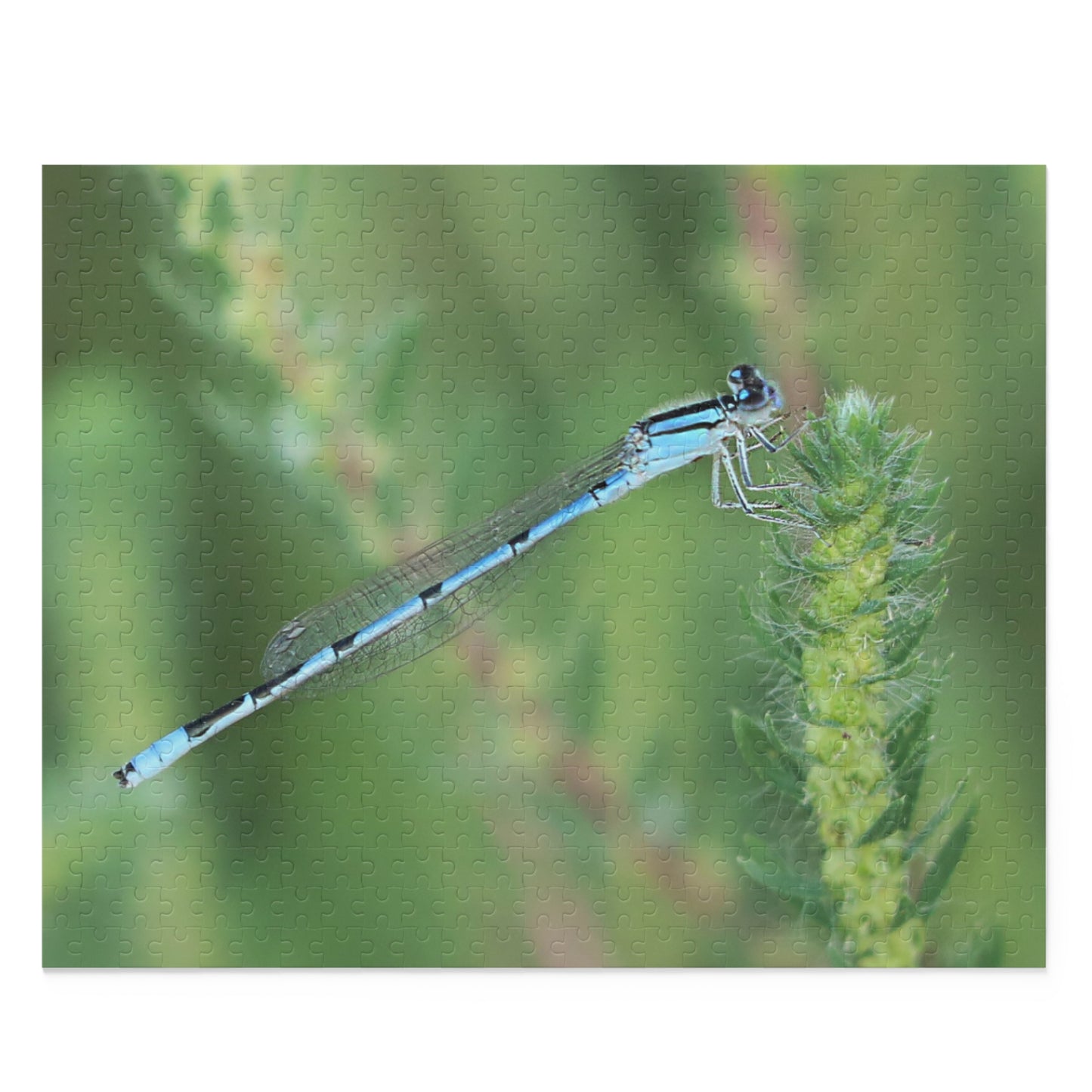 The Blue Dragonfly Puzzle (120, 252, 500-Piece)