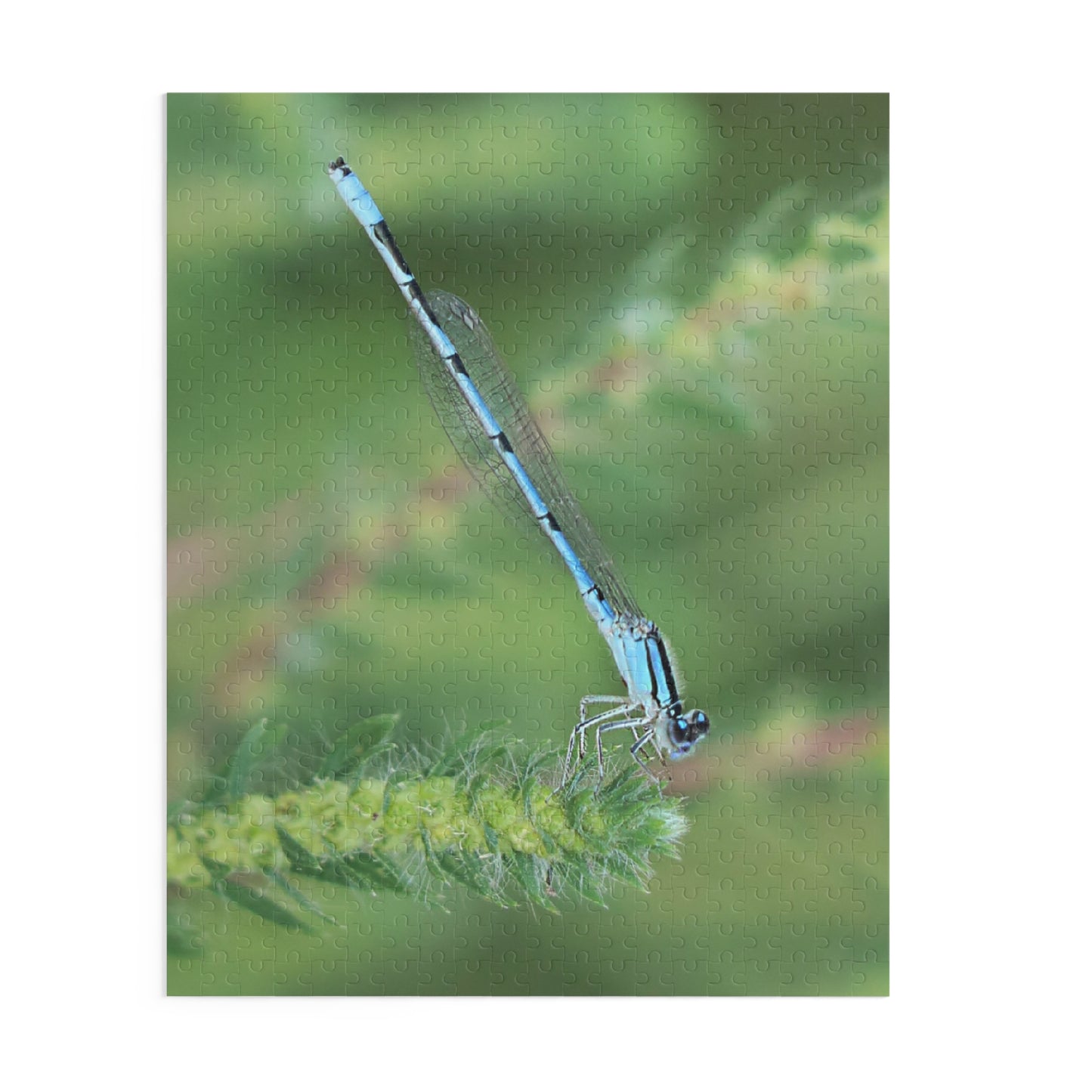 The Blue Dragonfly Puzzle (120, 252, 500-Piece)