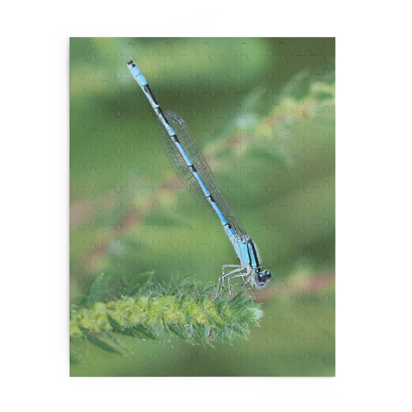 The Blue Dragonfly Puzzle (120, 252, 500-Piece)
