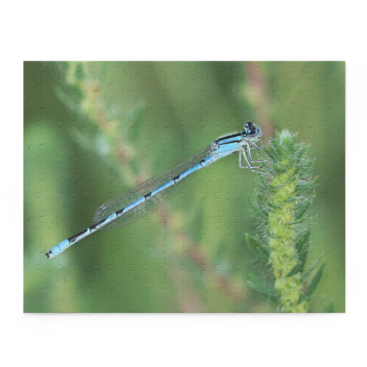 The Blue Dragonfly Puzzle (120, 252, 500-Piece)