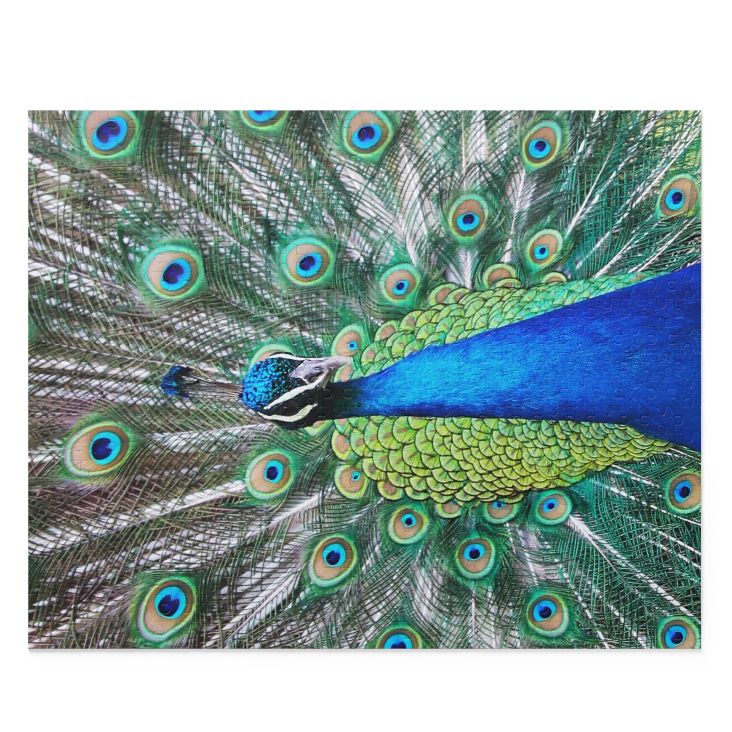 Peter the Peacock Puzzle (120, 252, 500-Piece)