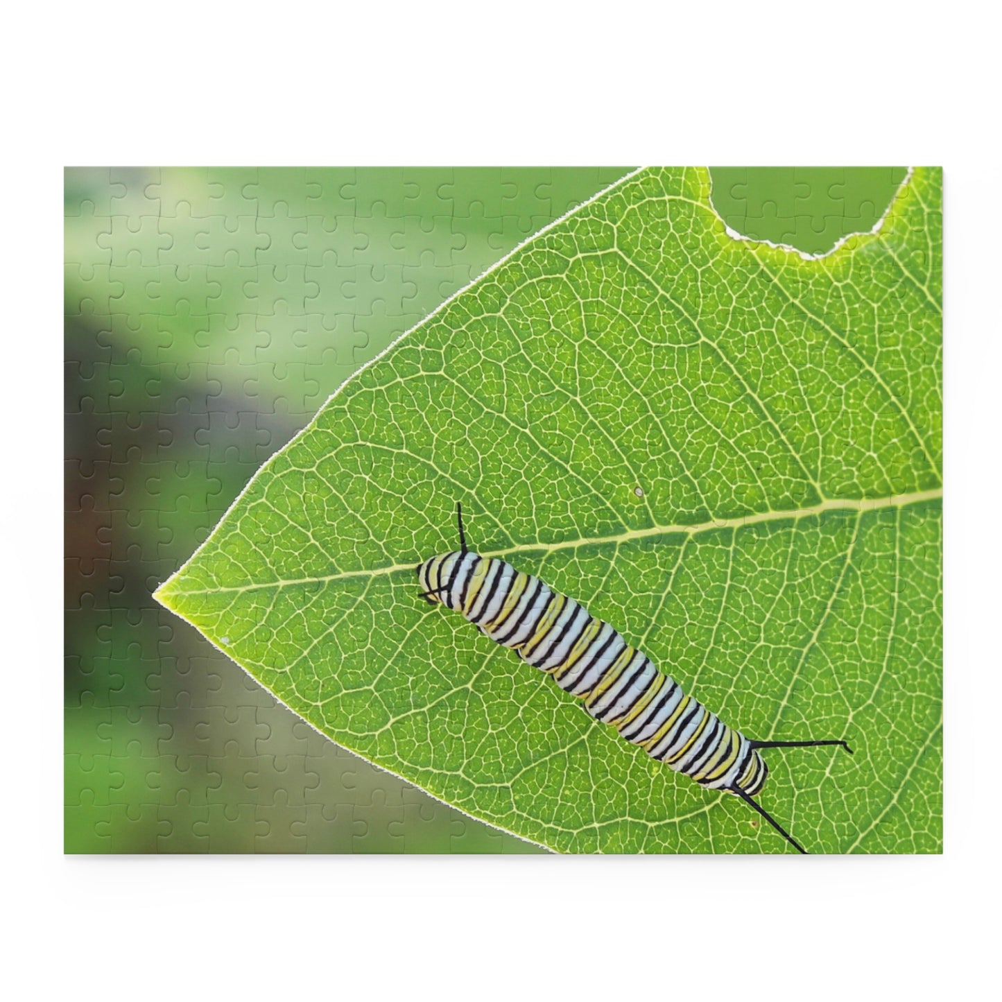 The Lazy Caterpillar Puzzle (120, 252, 500-Piece)